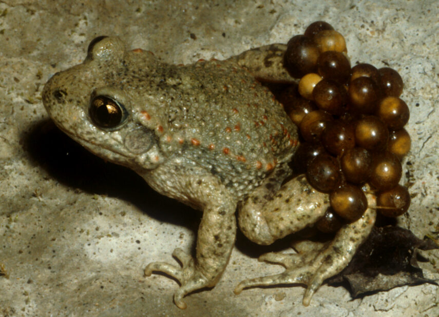 Сумчатая жаба