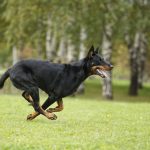 Миниатюра к