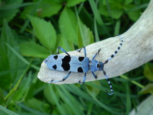 Небесный усач