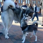 Миниатюра к 