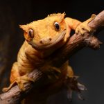 Миниатюра к