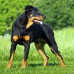 Миниатюра к