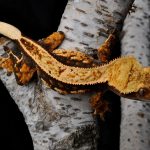 Миниатюра к