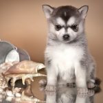 Миниатюра к 