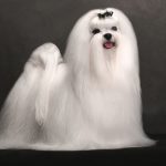 Миниатюра к 