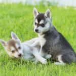 Миниатюра к 