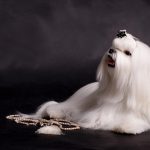 Миниатюра к 