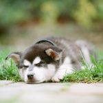 Миниатюра к 