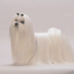 Миниатюра к 