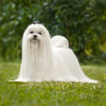 Миниатюра к 