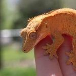 Миниатюра к