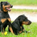 Миниатюра к