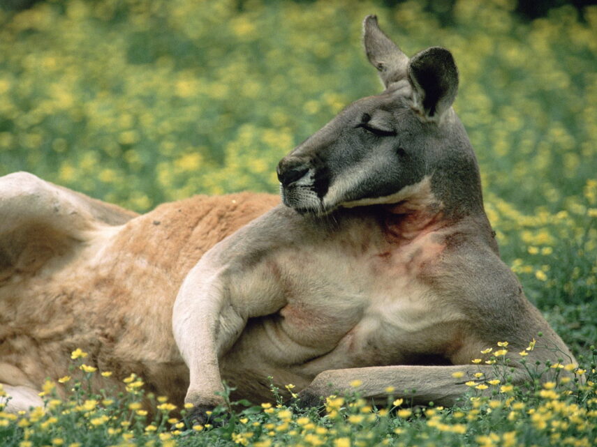 Самые интересные факты про кенгуру