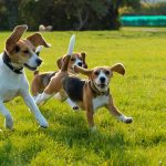 Миниатюра к