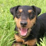 Миниатюра к