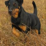 Миниатюра к