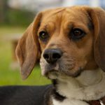 Миниатюра к