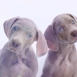 Миниатюра к