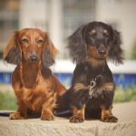 Миниатюра к