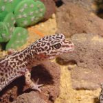 Миниатюра к