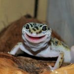 Миниатюра к