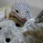 Миниатюра к