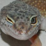 Миниатюра к