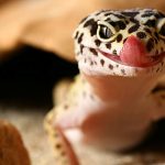 Миниатюра к