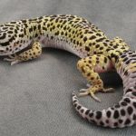 Миниатюра к