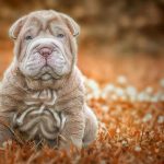 Миниатюра к