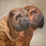 Миниатюра к