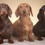 Миниатюра к