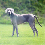 Миниатюра к