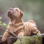 Миниатюра к