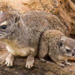 Миниатюра к 