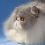 Миниатюра к