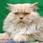 Миниатюра к