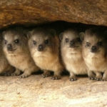 Миниатюра к 