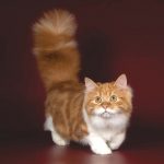 Миниатюра к 