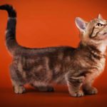 Миниатюра к 