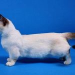 Миниатюра к 