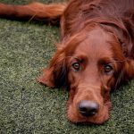 Миниатюра к