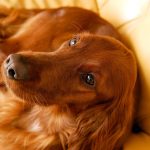 Миниатюра к