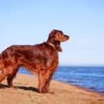 Миниатюра к