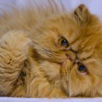 Миниатюра к