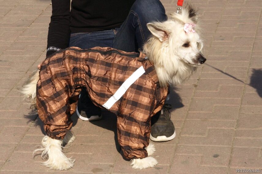 Одежда для китайской хохлатой собаки