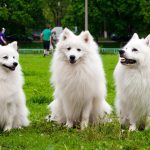 Миниатюра к 