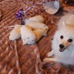 Миниатюра к 