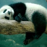 Миниатюра к