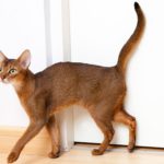 Миниатюра к